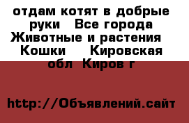 отдам котят в добрые руки - Все города Животные и растения » Кошки   . Кировская обл.,Киров г.
